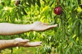 Hands holding peaches Royalty Free Stock Photo